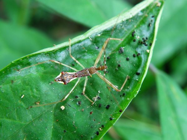 18-01 長刺素獵椿 若蟲.JPG 18-01 長刺素獵椿 若蟲.JPG
