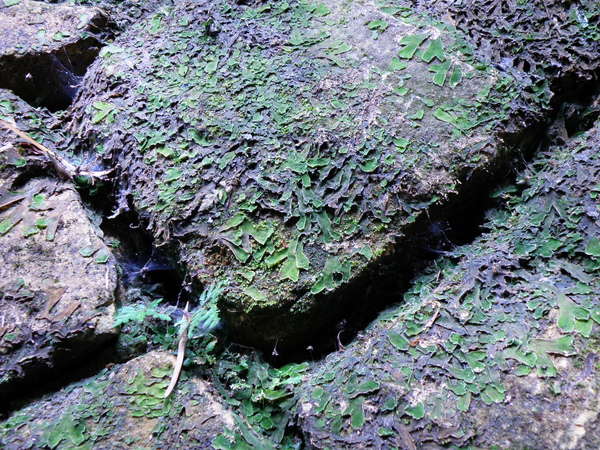 01-01枯乾的地錢.JPG 01-01枯乾的地錢.JPG