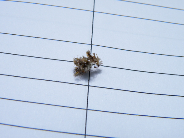 02-02草齡幼蟲.JPG 02-02草齡幼蟲.JPG