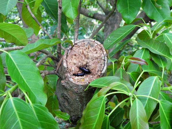 06-01擬步行蟲.JPG 06-01擬步行蟲.JPG