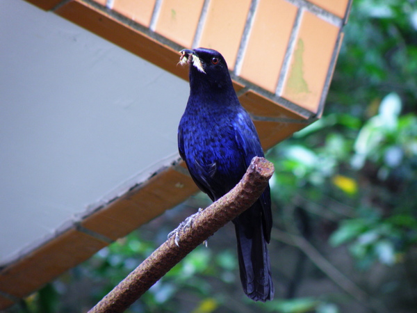 07-03紫嘯鶇.JPG 07-03紫嘯鶇.JPG