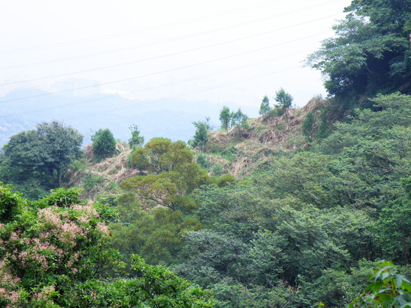 15-02造林乎.JPG 15-02造林乎.JPG