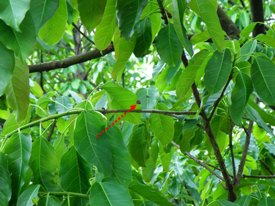 古氏棘蛛.bmp 古氏棘蛛.bmp