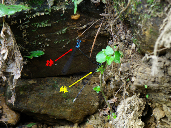 豆娘連結.bmp 豆娘連結.bmp