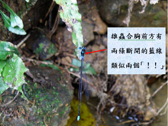 青黑琵蟌.bmp 青黑琵蟌.bmp