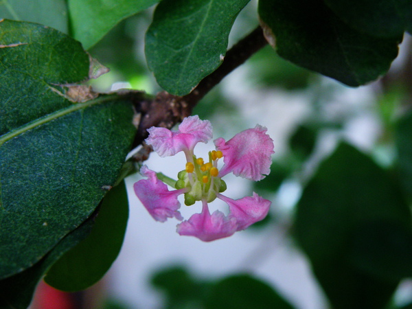 01-01西印度櫻桃.JPG 01-01西印度櫻桃.JPG