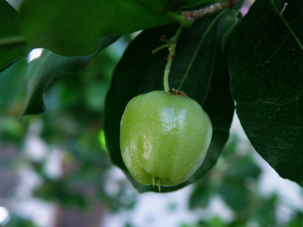 01-02西印度櫻桃.JPG 01-02西印度櫻桃.JPG