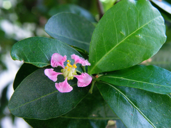 01-03西印度櫻桃.JPG 01-03西印度櫻桃.JPG