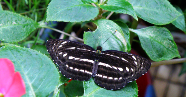 01-07台灣三線蝶 0614.bmp 01-07台灣三線蝶 0614.bmp