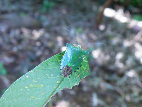 02-01珀椿乎.JPG 02-01珀椿乎.JPG