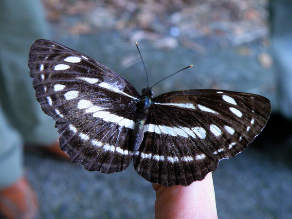 04-01台灣三線蝶.JPG 04-01台灣三線蝶.JPG