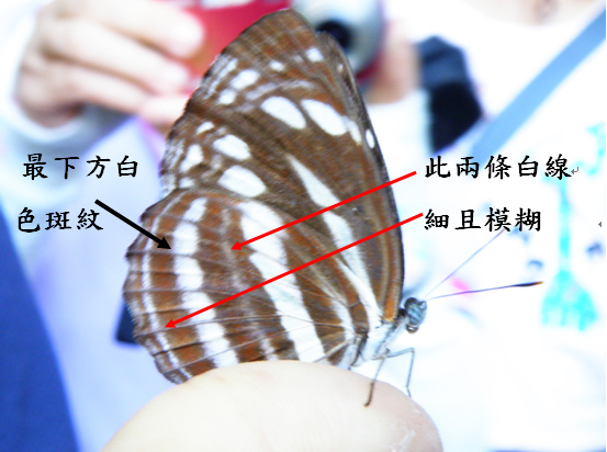 04-03台灣三線蝶.bmp 04-03台灣三線蝶.bmp