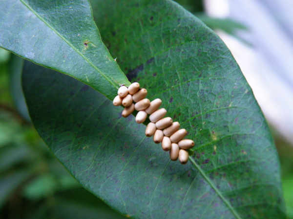 05-01誰的寶貝蛋.JPG 05-01誰的寶貝蛋.JPG