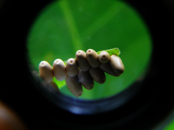 05-02誰的寶貝蛋.JPG 05-02誰的寶貝蛋.JPG