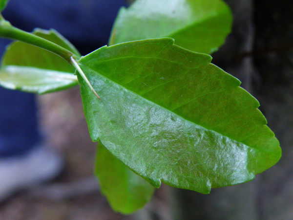 06-01魯花樹.JPG 06-01魯花樹.JPG