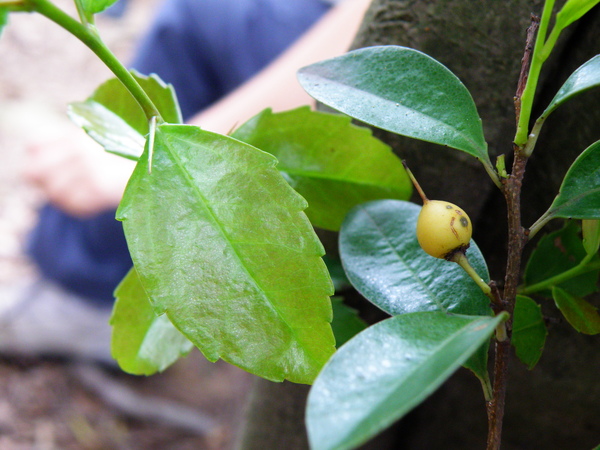 06-02魯花樹.JPG 06-02魯花樹.JPG