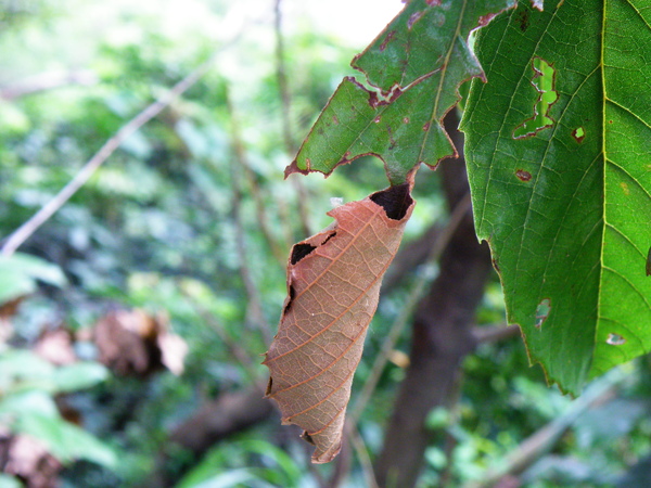 07-01鸞褐弄蝶.JPG 07-01鸞褐弄蝶.JPG