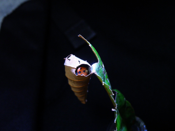 07-02鸞褐弄蝶.JPG 07-02鸞褐弄蝶.JPG