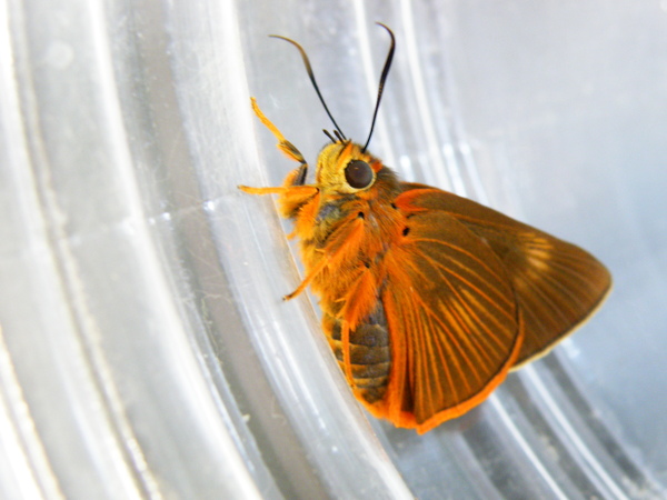 07-03 鸞褐弄蝶.JPG 07-03 鸞褐弄蝶.JPG