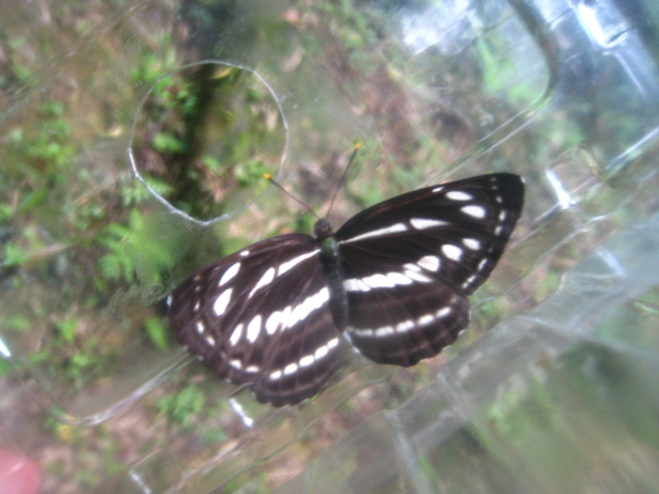 08-1小三線蝶.JPG 08-1小三線蝶.JPG