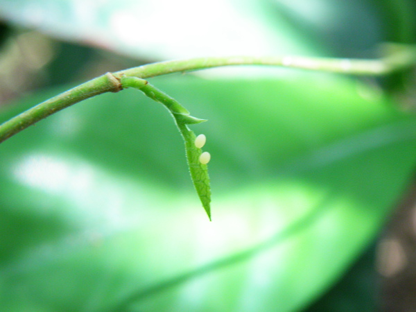 11-01盤龍木嫩葉上小紫斑蝶.JPG 11-01盤龍木嫩葉上小紫斑蝶.JPG