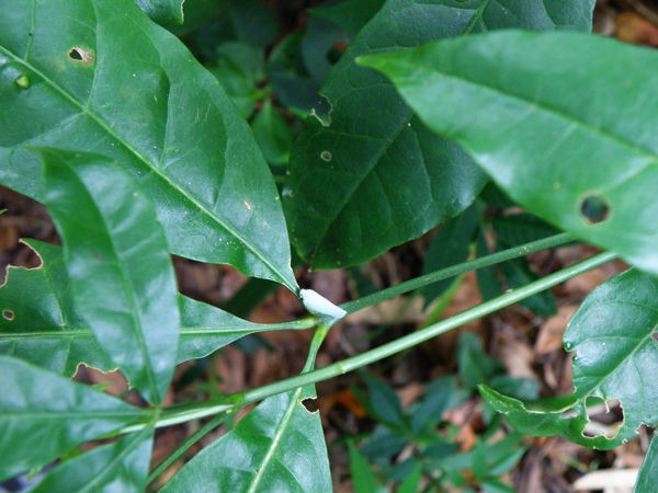 13-01三腳鱉青蛾蠟蟬.JPG 13-01三腳鱉青蛾蠟蟬.JPG