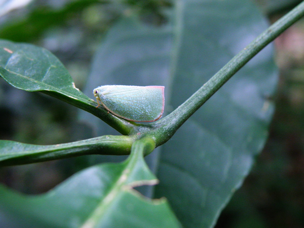 13-02三腳鱉青蛾蠟蟬.JPG 13-02三腳鱉青蛾蠟蟬.JPG