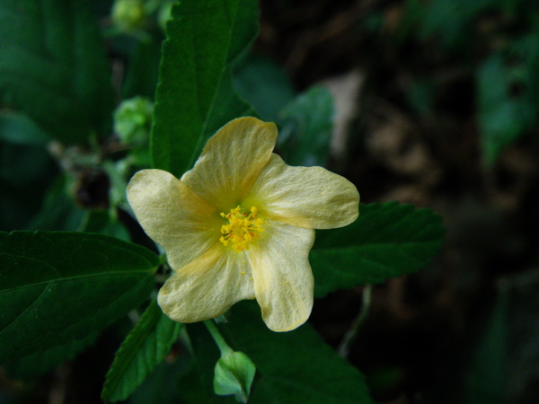 15-01金午時花.JPG 15-01金午時花.JPG