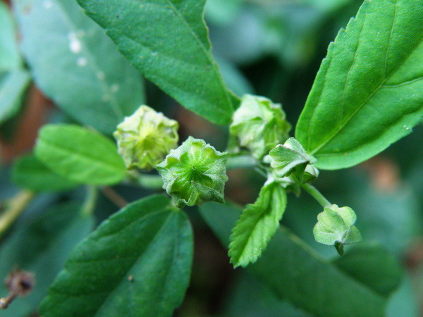 15-02金午時花.JPG 15-02金午時花.JPG