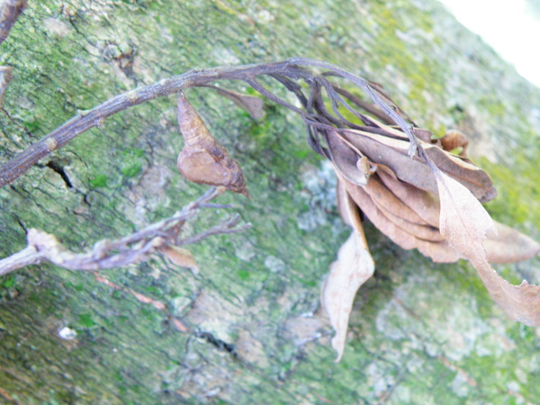 17-01石牆蝶蛹.JPG 17-01石牆蝶蛹.JPG