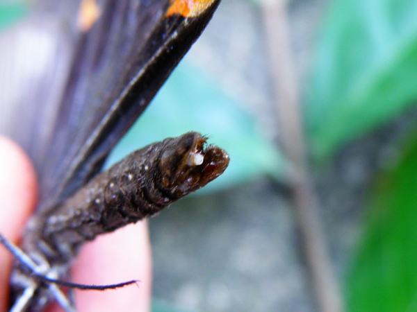 18-02黑鳳蝶公的生殖器.JPG 18-02黑鳳蝶公的生殖器.JPG