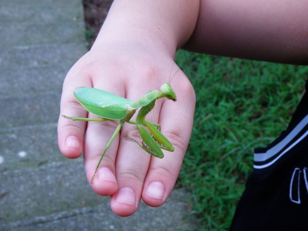 19-03寬腹螳螂.JPG 19-03寬腹螳螂.JPG