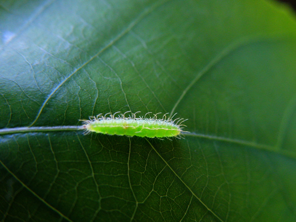 20-02刺杜密上鳥羽蛾.JPG 20-02刺杜密上鳥羽蛾.JPG