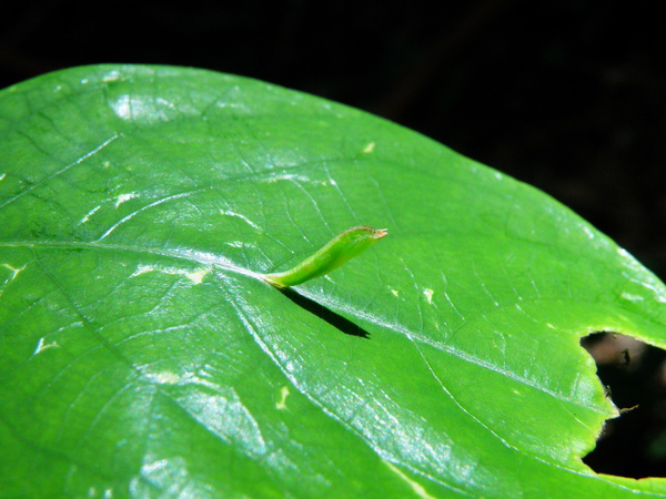 20-04刺杜密上鳥羽蛾.JPG 20-04刺杜密上鳥羽蛾.JPG
