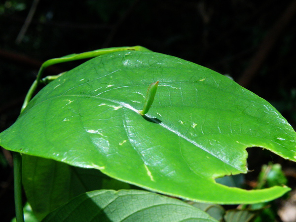 20-05刺杜密上鳥羽蛾.JPG 20-05刺杜密上鳥羽蛾.JPG