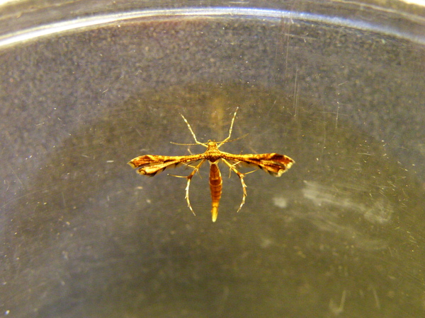 20-07鳥羽蛾.JPG 20-07鳥羽蛾.JPG