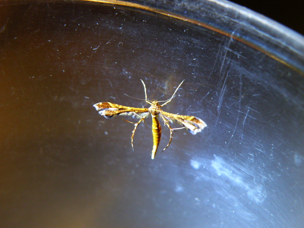 20-08鳥羽蛾.JPG 20-08鳥羽蛾.JPG