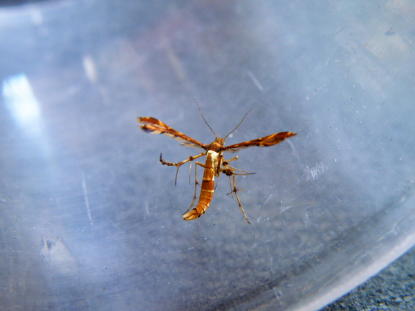 20-09鳥羽蛾.JPG 20-09鳥羽蛾.JPG