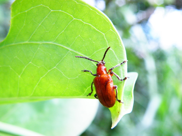 08-04菝葜長頸金花蟲.JPG 08-04菝葜長頸金花蟲.JPG