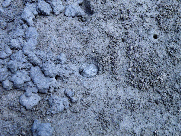 13-01北方呼喚招潮蟹黃鰲 (3).JPG