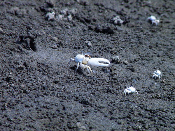 03-01清白招潮蟹 (8).JPG