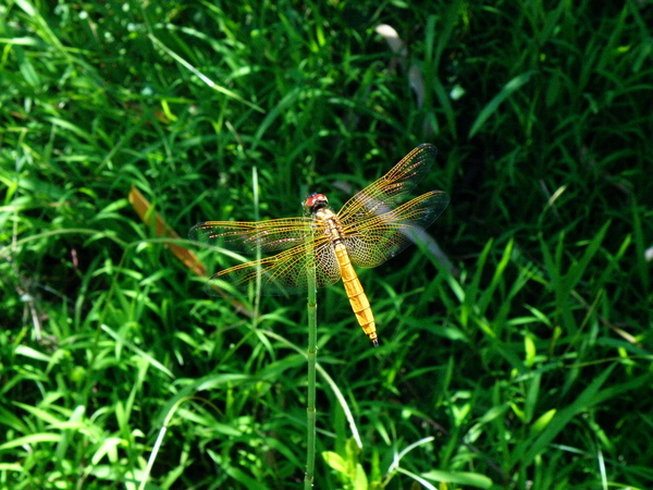 06-05紫紅蜻蜓未熟雄蟲.JPG