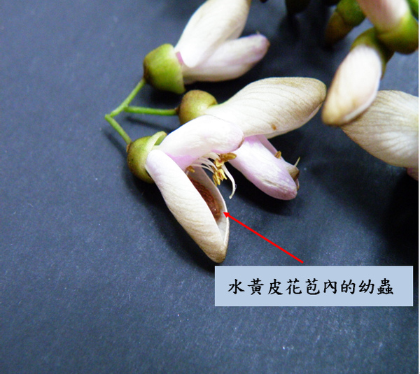 01-01 琉璃波紋小灰蝶幼蟲.bmp 01-01 琉璃波紋小灰蝶幼蟲.bmp