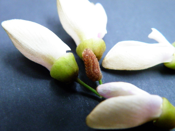 01-02 琉璃波紋小灰蝶vs.水黃皮.JPG 01-02 琉璃波紋小灰蝶vs.水黃皮.JPG