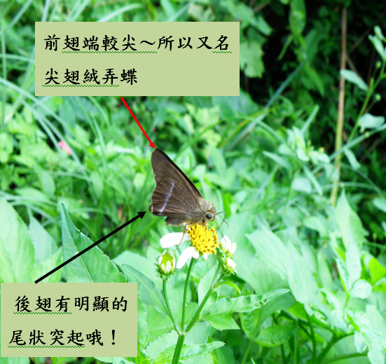 02-01沖繩絨毛弄蝶.bmp 02-01沖繩絨毛弄蝶.bmp