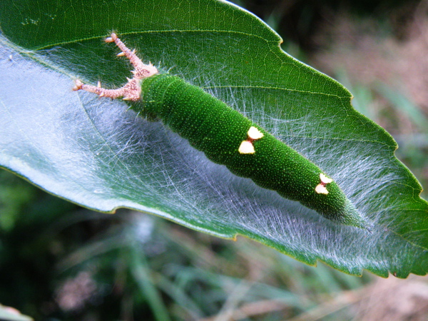 03-01黃斑蛺蝶燦蛺蝶.JPG 03-01黃斑蛺蝶燦蛺蝶.JPG