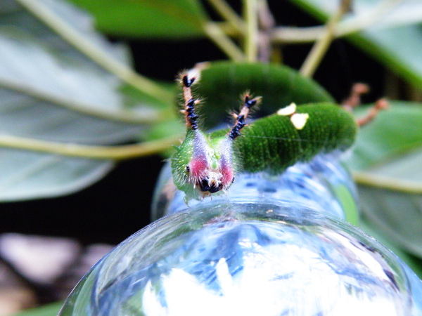 03-02黃斑蛺蝶燦蛺蝶.JPG 03-02黃斑蛺蝶燦蛺蝶.JPG