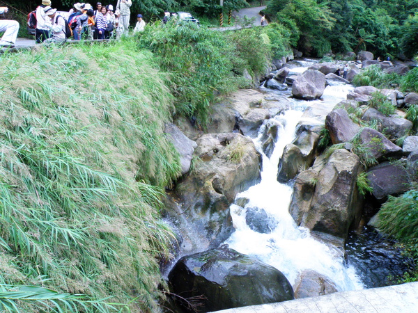 04-01台灣蘆竹.JPG 04-01台灣蘆竹.JPG