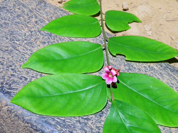 05-01楊桃酢漿草科.JPG 05-01楊桃酢漿草科.JPG