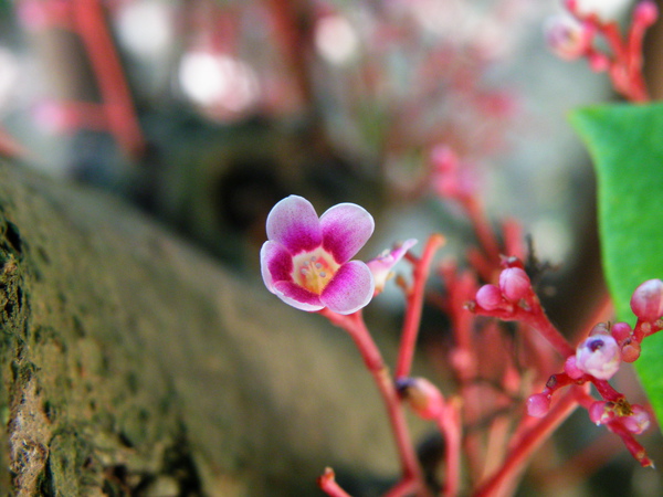 05-02楊桃酢漿草科.JPG 05-02楊桃酢漿草科.JPG